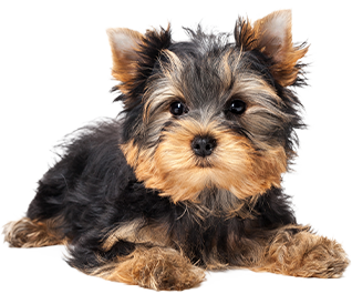 Cachorros